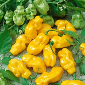 Sweet Yellow Habanero Pepper Plant